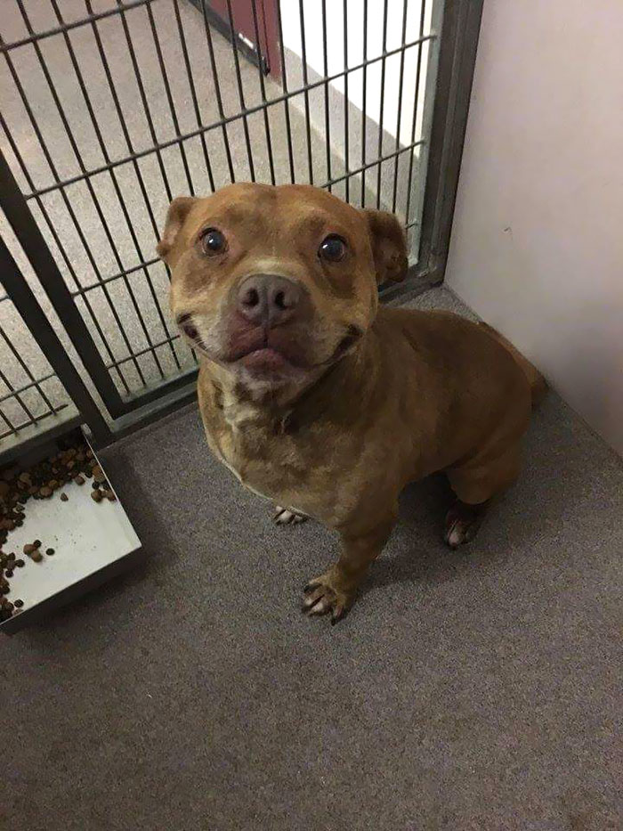 This Dog Up For Adoption At The Animal Shelter