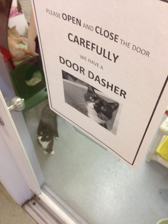 The Animal Shelter Sign Wasn't Lying