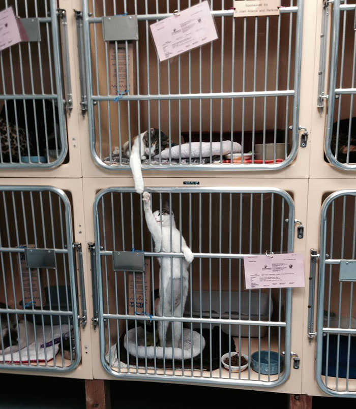 The Shelter Staff Said They Do This All Day