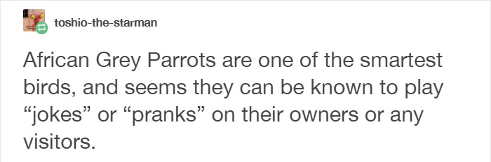 Tumblr Users Share Hilariously Unbelievable Encounters That Prove Parrots Have Sense Of Humor