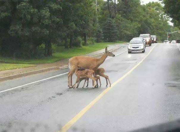 Just Another Attention Seeking Mother Nursing In Public