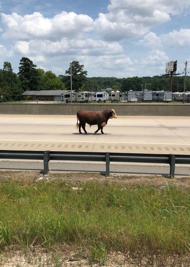 A Bull Is Just Casually Walking On Interstate 30 Right Now