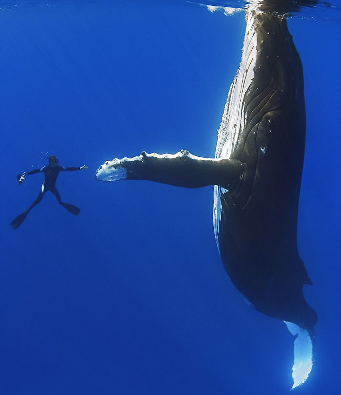 Humback Whale And Diver Shake Hands