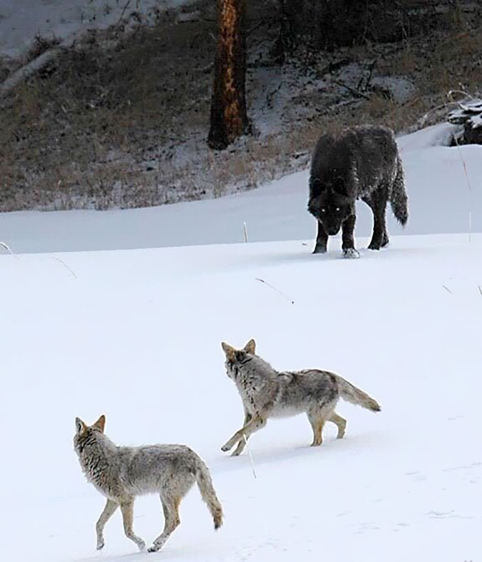 Wolf Size Compared To Coyotes
