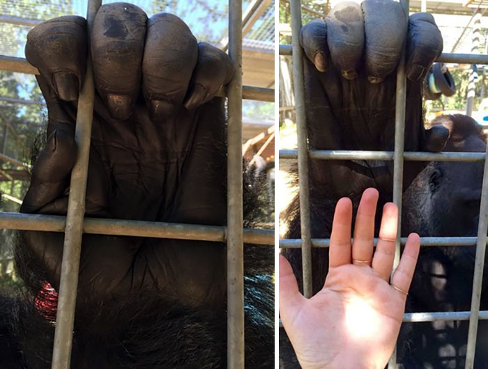 La mano de un gorila