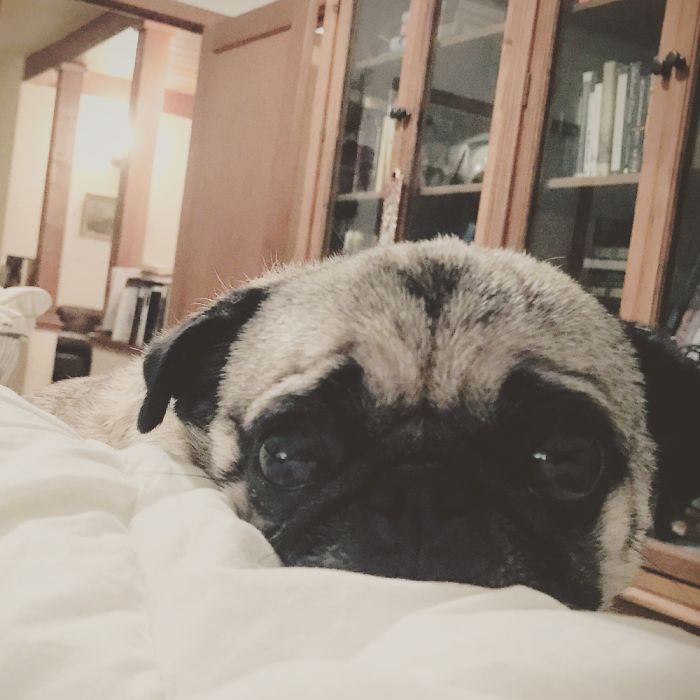 I Have Ehlers Danlos And Pots Which Keeps Me In Bed This Wiggling Prozac Of A Pug Makes It Ok