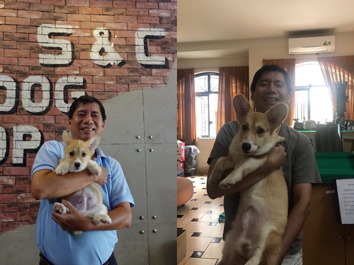 Corgi Before And After