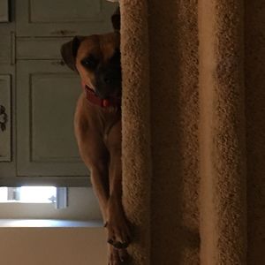 michaelpandacorn avatar