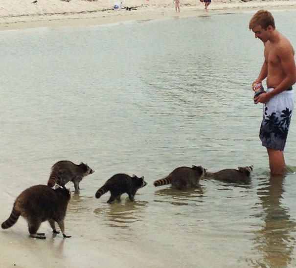 Finally An Answer To The Age Old Question "Do Raccoons On A Beach In Panama City, Feel Like Fritos?"