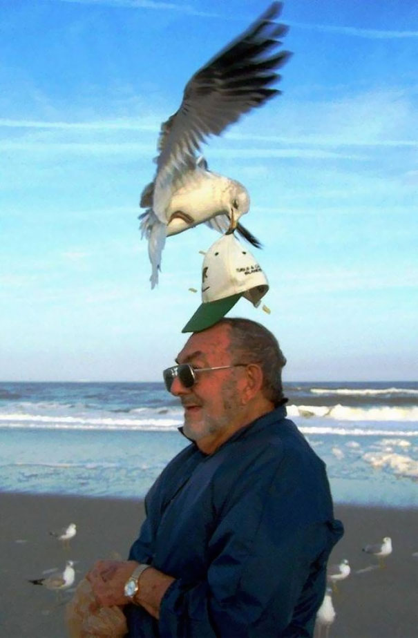 Seagull Has No Boundaries