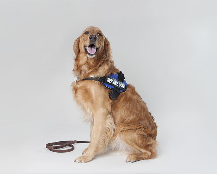 What To Do If You See A Service Dog Without Their Owner