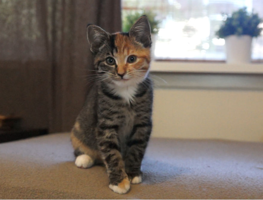 Meet Little Maci - The New Two-Faced Kitten Is Born!
