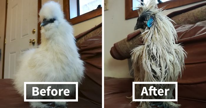 One Day This Owner Couldn’t Find His Silkie Chicken, So He Went To Investigate