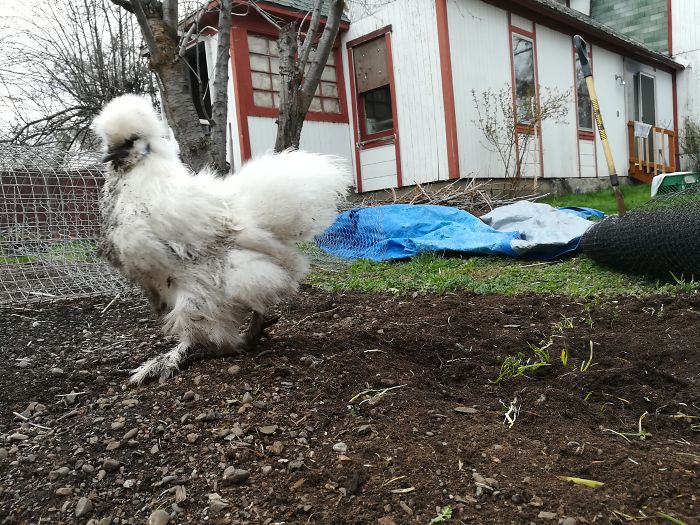 Este dueño no encontraba a su gallina sedosa, así que se fue a investigar