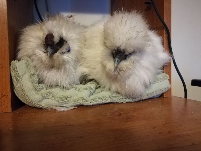 One Day This Owner Couldn't Find His Silkie Chicken, So He Went To Investigate
