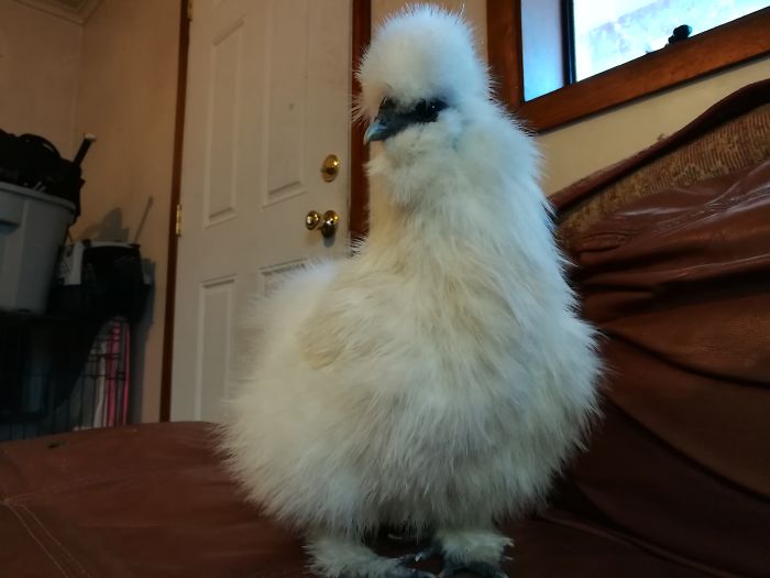 One Day This Owner Couldn't Find His Silkie Chicken, So He Went To Investigate
