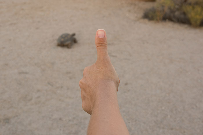 Image of thumb