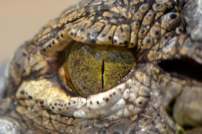 Eye of crocodile
