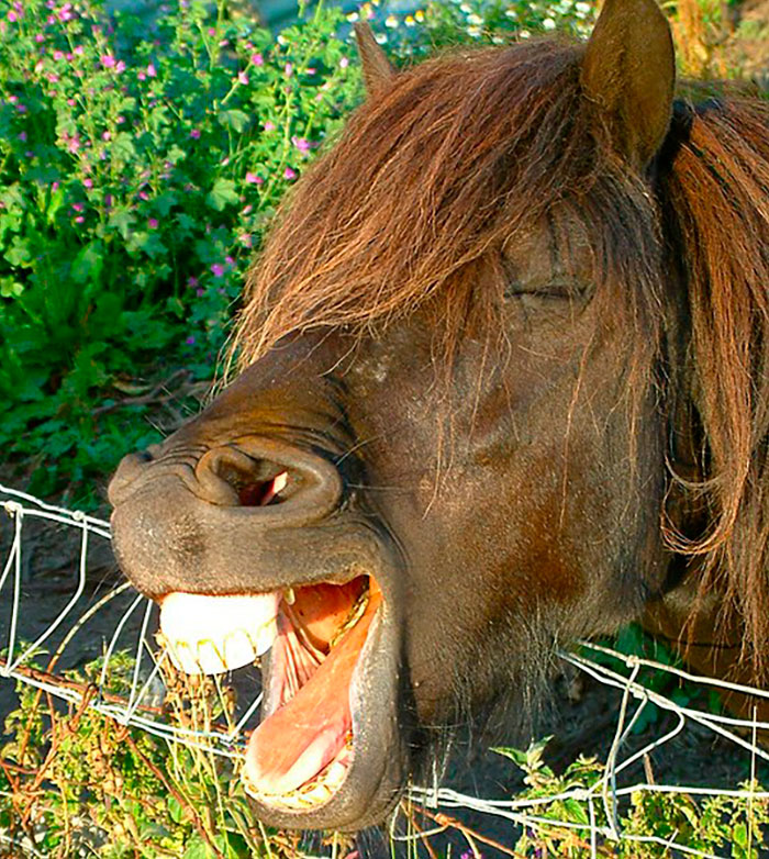 Image of horse with mouth opened