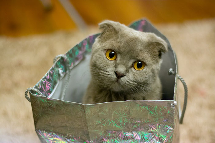 Cat sitting in a bag
