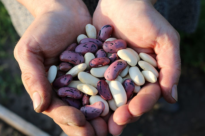 Image of beans in human hands