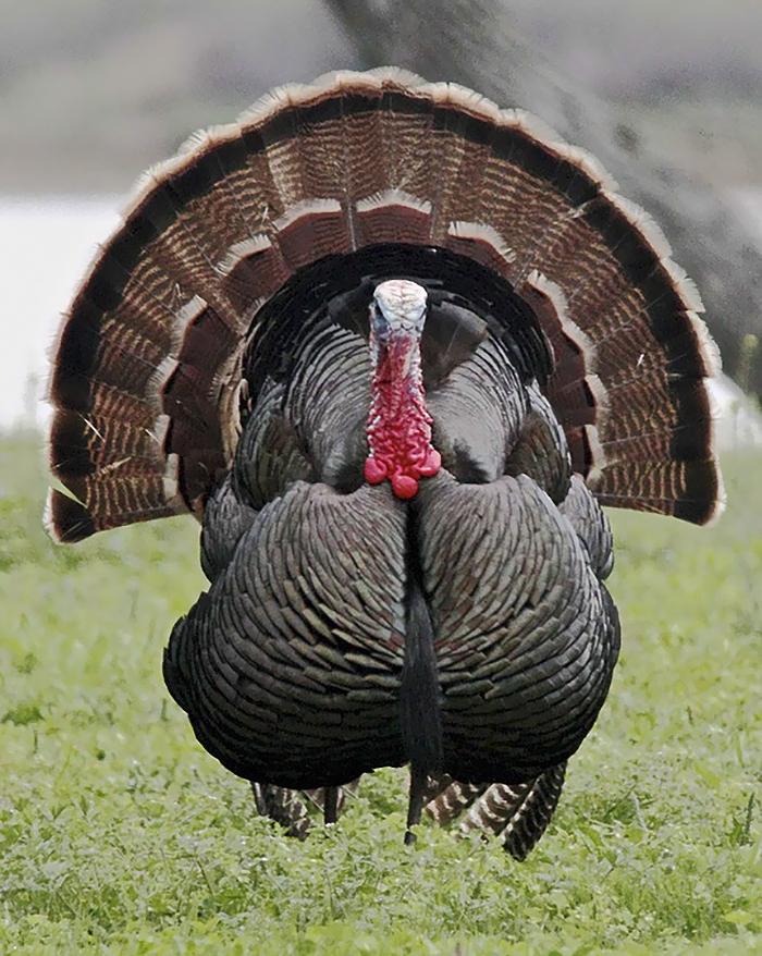 Image of turkey