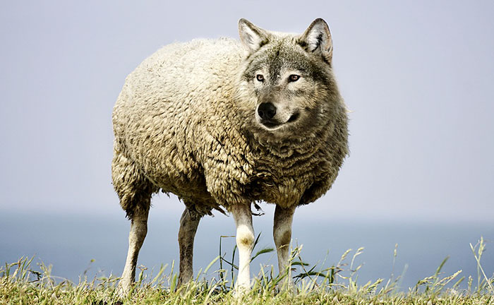 Image of Wolf In Sheep’s Clothing