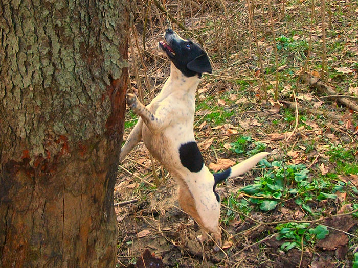 Dog looking at tree