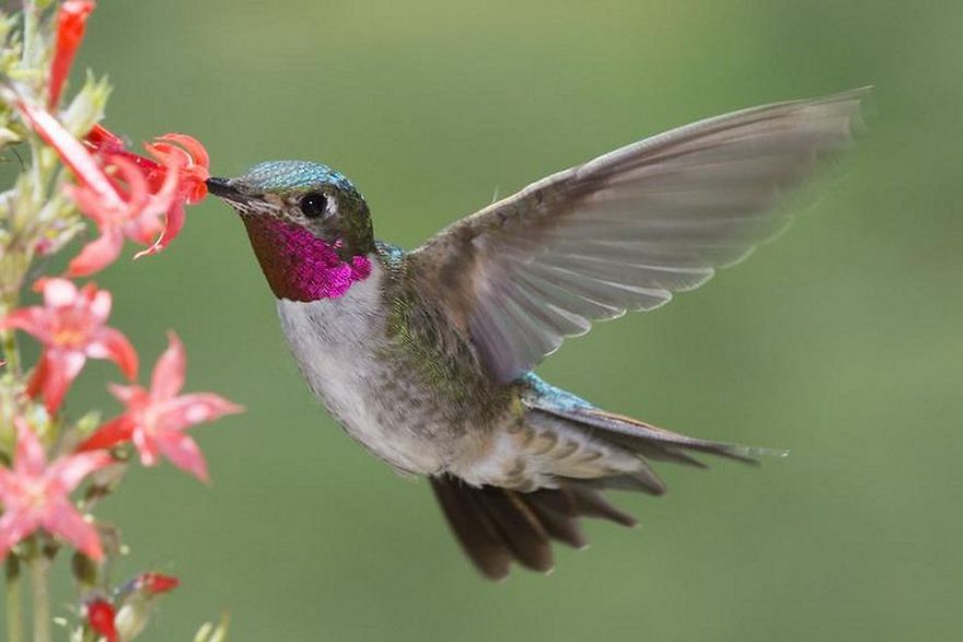 19 Things To Know About Hummingbirds
