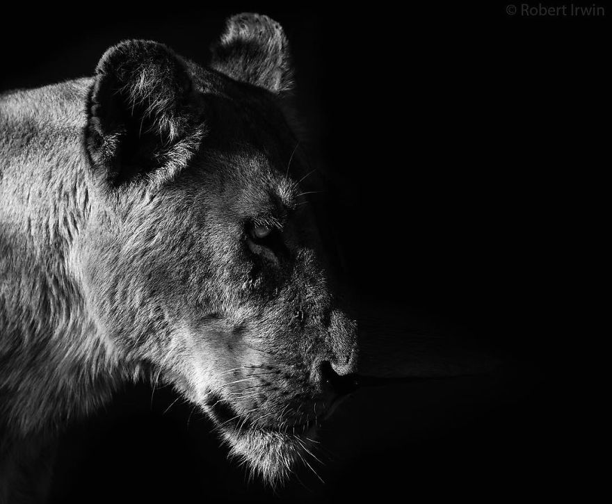 New-Wildlife-Photography-Robert-Irwin