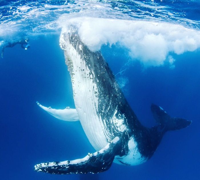 Steve Irwin's 14-Year-Old Son Is An Award-Winning Photographer And Here Are 50 Photos To Prove It