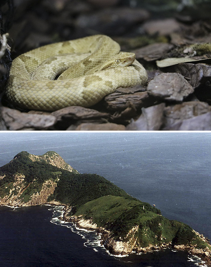 Ilha Da Queimada Grande (Snake Island), Atlantic Ocean