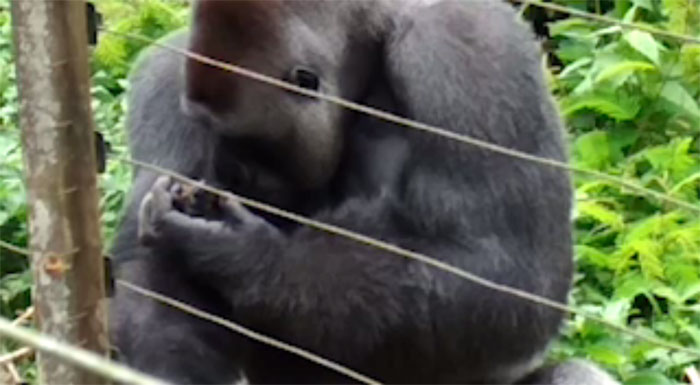 24-Year-Old Dominant Gorilla Meets A Tiny Creature In The ...