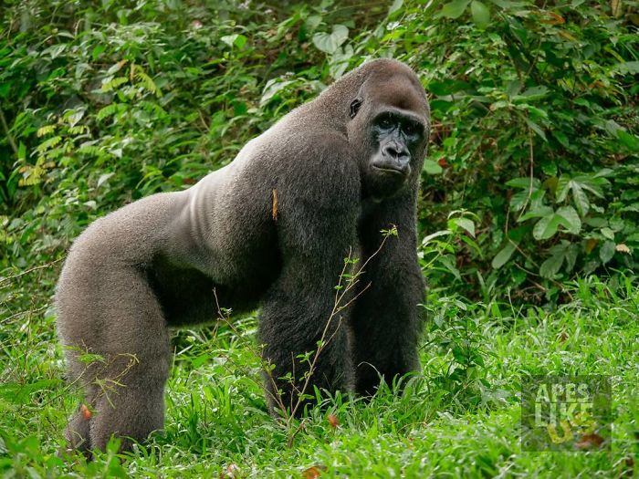 24-Year-Old Dominant Gorilla Meets A Tiny Creature In The Forest, And His Reaction Is Priceless