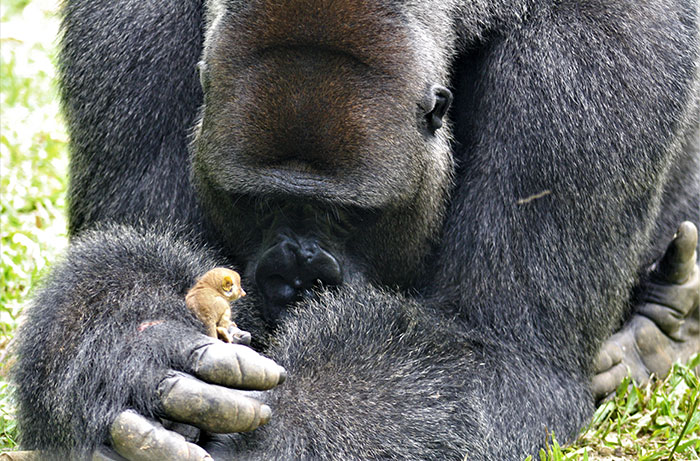 24-Year-Old Dominant Gorilla Meets A Tiny Creature In The Forest, And His Reaction Is Priceless