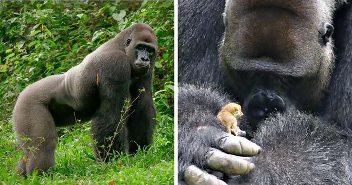 24-Year-Old Dominant Gorilla Meets A Tiny Forest Creature | Bored Panda