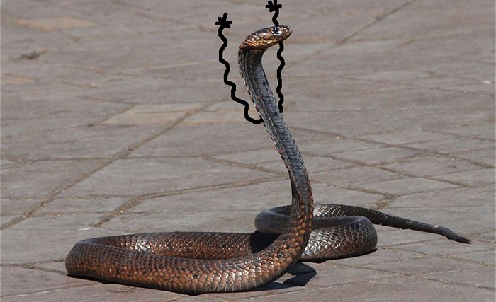 Snake The Dancer