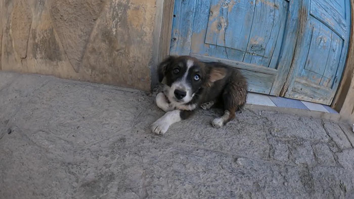 Steve-O Found A Stray Dog On The Streets Of Peru, Washed Her And They Became Best Friends