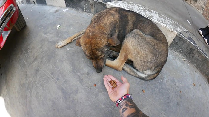 Steve-O Found A Stray Dog On The Streets Of Peru, Washed Her And They Became Best Friends