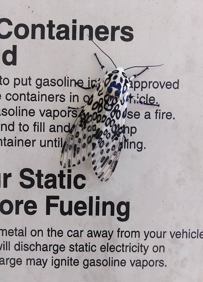 This Moth Picked The Perfect Urban Camouflage