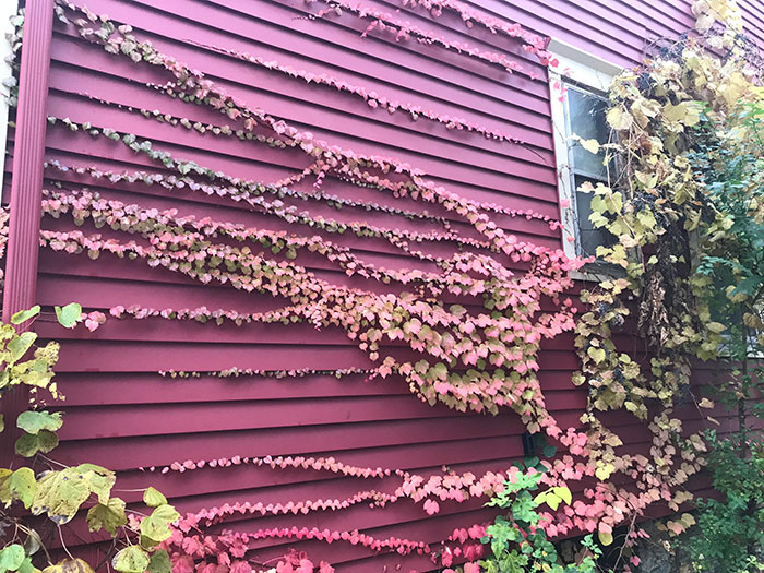 The Vines On My House Have Changed Color To Match The Siding