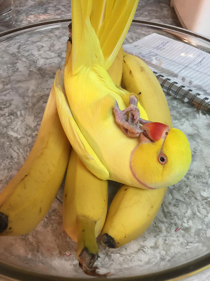 Four Pet Bananas, If I'm Not Mistaken