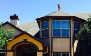 Dog Waits For His Owner To Arrive Home In A Unique Way, And It's Hilarious