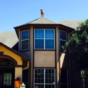 Dog Waits For His Owner To Arrive Home In A Unique Way, And It's Hilarious