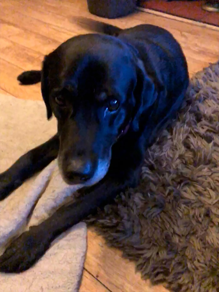 This Is My 13-Year-Old Labrador. Today He Alerted Me To The Fact That He Brother (Our Other Dog) Had Been Stung By A Bee In The Mouth Which Had Caused His Body To Go Into Anaphylactic Shock. If It Wasn’t For Him, We Would Be A Family Member Down. We Seriously Don’t Deserve Dogs