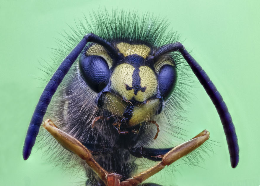 These Portraits Of Insects Will Make You Look At Them In A Whole New Light!