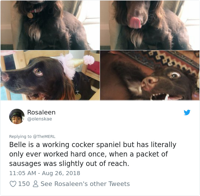 Failed-Working-Dog-Story-Twitter