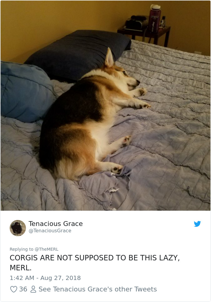 Failed-Working-Dog-Story-Twitter