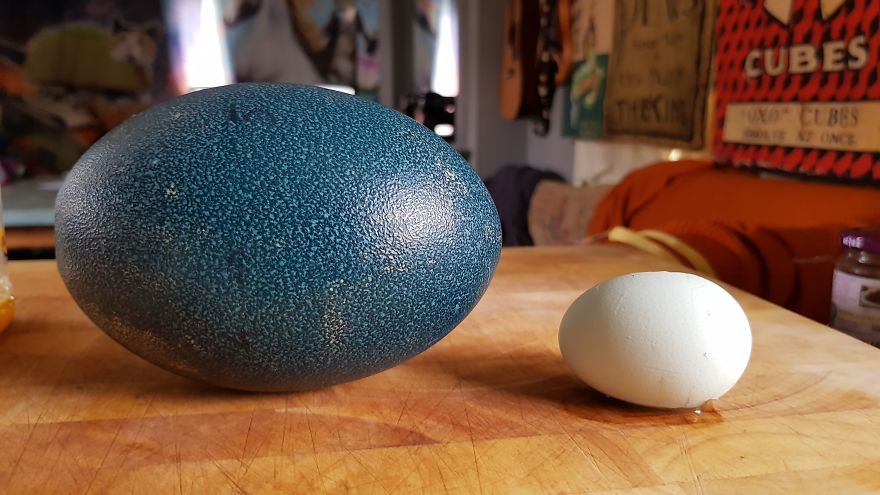 We Tried To Hatch These Four Eggs Bought On eBay And This Is How The Events Unfolded