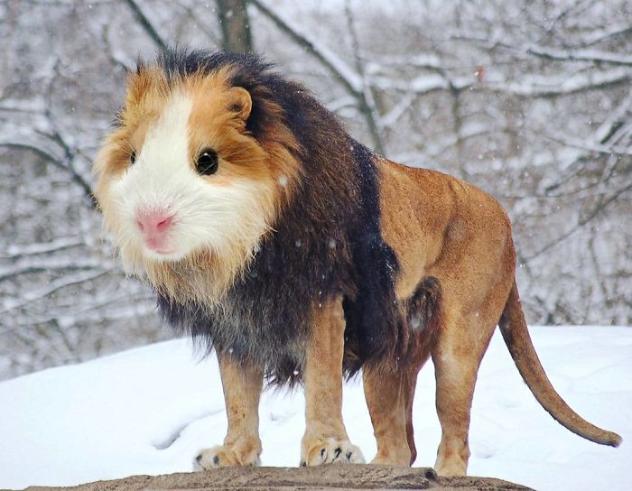 39 Unexpected Animal Hybrids That Would Be Hilarious In Real Life